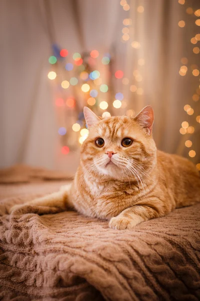 Britisches Kätzchen, Weihnachten und Neujahr — Stockfoto