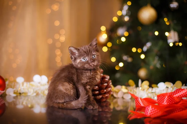 British kitten, Christmas and New Year — Stock Photo, Image