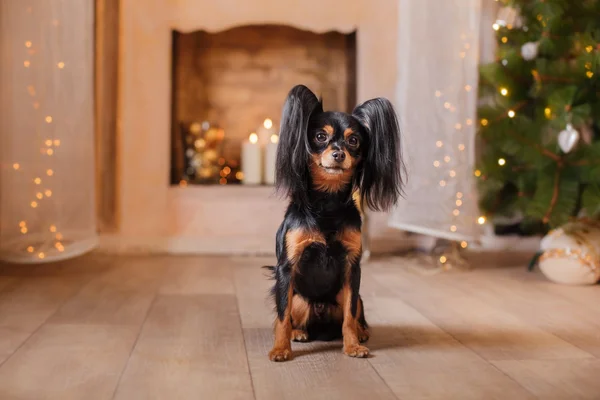 Terrier brinquedo russo, Natal e Ano Novo — Fotografia de Stock