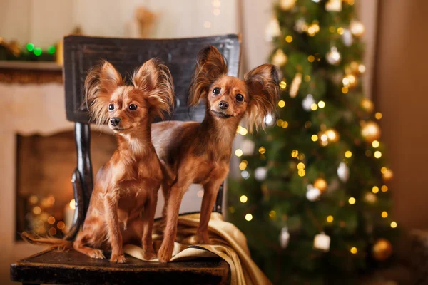 Jouet russe Terrier, Noël et Nouvel An — Photo