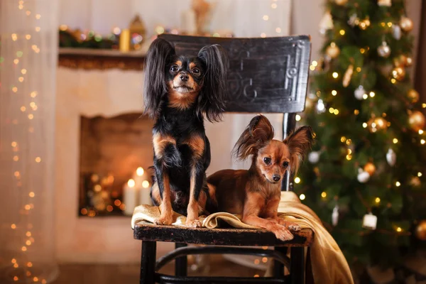 Terrier brinquedo russo, Natal e Ano Novo — Fotografia de Stock