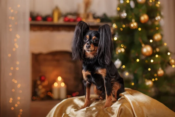 Terrier giocattolo russo, Natale e Capodanno — Foto Stock