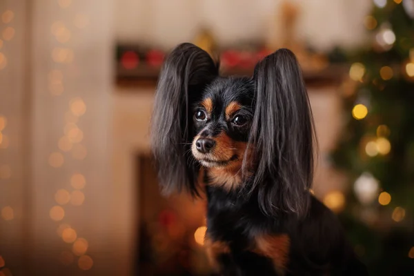 Terrier brinquedo russo, Natal e Ano Novo — Fotografia de Stock