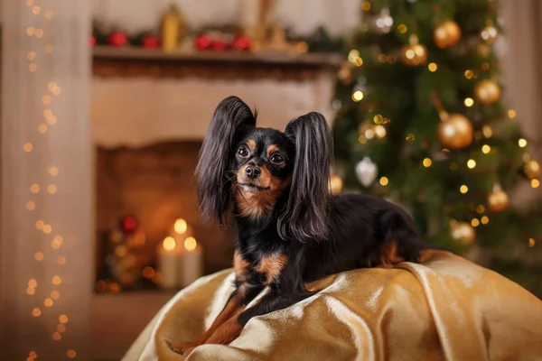 Russian Toy Terrier, Christmas and New Year — Stock Photo, Image