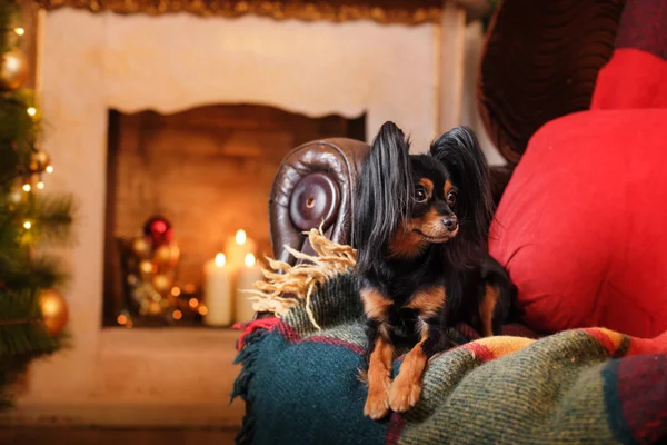 Terrier giocattolo russo, Natale e Capodanno — Foto Stock