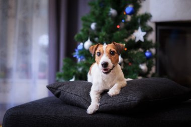 Jack Russell köpek Noel ve yeni yıl