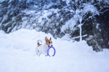 Jack Russell köpek Kışın açık havada