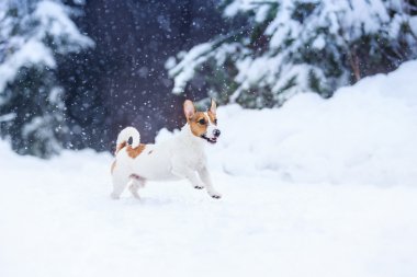 Jack Russell köpek Kışın açık havada