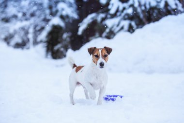 Jack Russell dog outdoors in winter clipart
