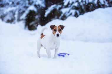 Jack Russell köpek Kışın açık havada