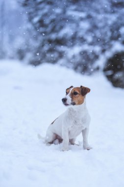 Jack Russell köpek Kışın açık havada