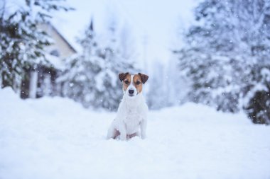 Jack Russell köpek Kışın açık havada