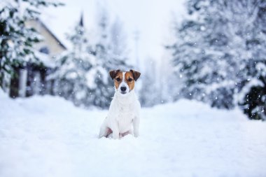 Jack Russell köpek Kışın açık havada