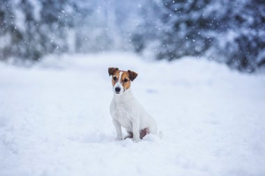Jack Russell köpek Kışın açık havada