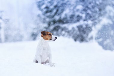 Jack Russell köpek Kışın açık havada