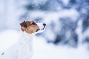 Jack Russell köpek Kışın açık havada