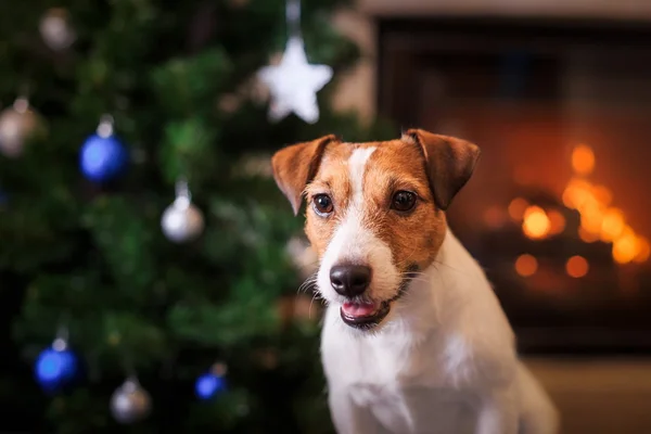 Chien Jack Russell à Noël et au Nouvel An — Photo