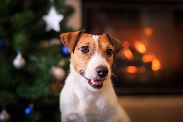 Jack Russell cão no Natal e Ano Novo — Fotografia de Stock