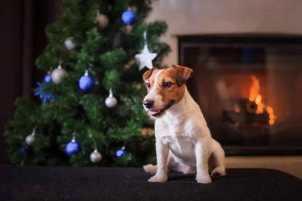 Chien Jack Russell à Noël et au Nouvel An — Photo