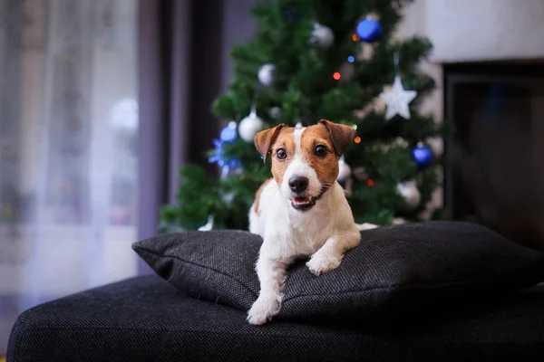 Jack Russell perro en la Navidad y Año Nuevo —  Fotos de Stock