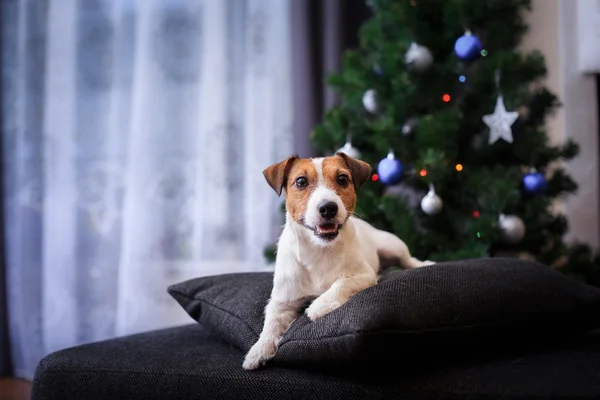 クリスマスと新年にジャック ラッセル犬 — ストック写真