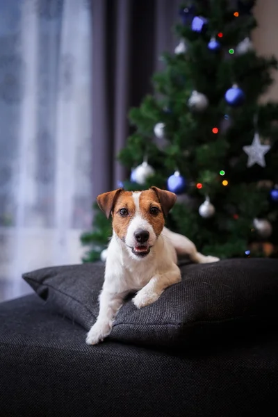 Jack Russell dog at the Christmas and New Year — Stock Photo, Image