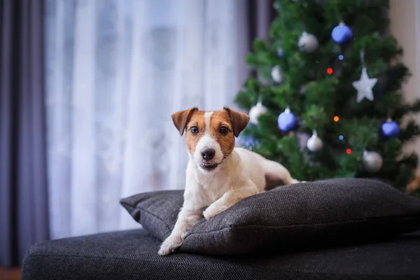 Jack Russell dog at the Christmas and New Year — Stock Photo, Image