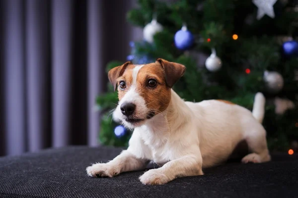 Jack Russell psa na Boże Narodzenie i nowy rok — Zdjęcie stockowe