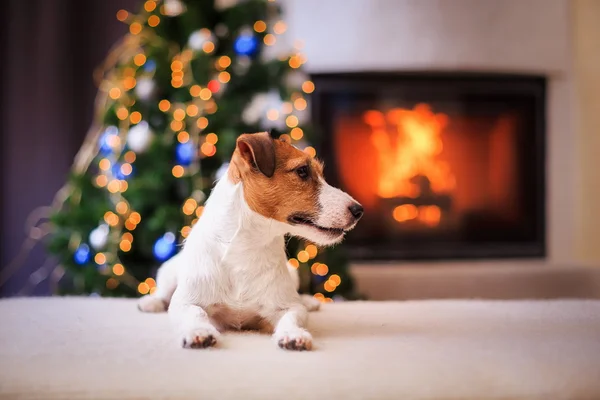 Jack Russell Hund an Weihnachten und Neujahr — Stockfoto