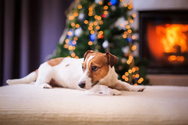 Jack Russell Hund an Weihnachten und Neujahr — Stockfoto