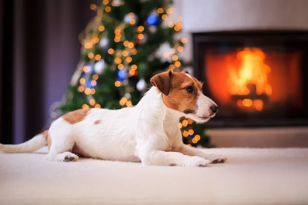 Jack Russell hund vid jul och nyår — Stockfoto