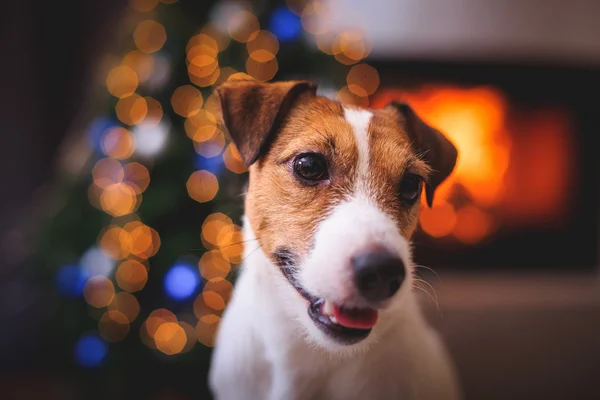 Jack Russell cão no Natal e Ano Novo — Fotografia de Stock