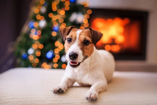 Jack Russell dog at the Christmas and New Year — Stock Photo, Image