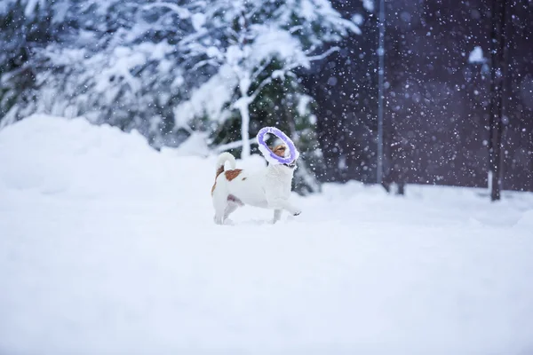 Jack Russell hund utomhus på vintern — Stockfoto