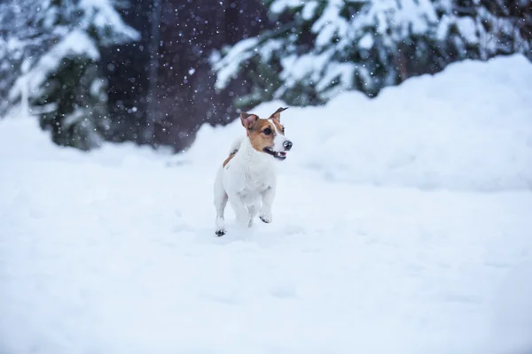 Jack Russell hund utomhus på vintern — Stockfoto