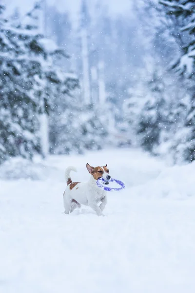 Jack Russell cane all'aperto in inverno — Foto Stock