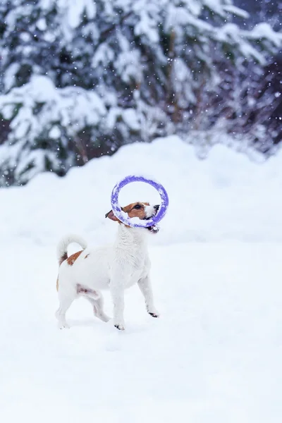 冬の屋外でジャック ラッセル犬 — ストック写真