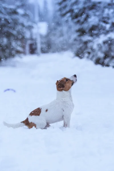 Jack Russell pies na zewnątrz w zimie — Zdjęcie stockowe