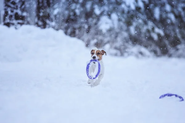 Jack Russell pes venku v zimě — Stock fotografie