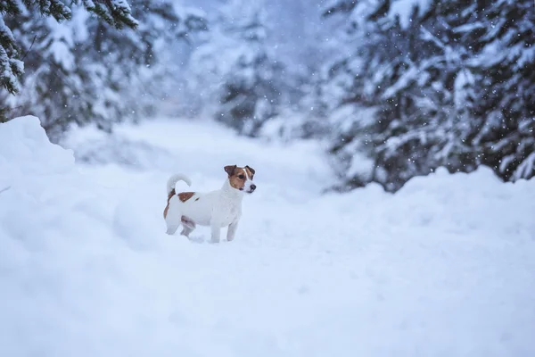 Jack Russell pies na zewnątrz w zimie — Zdjęcie stockowe