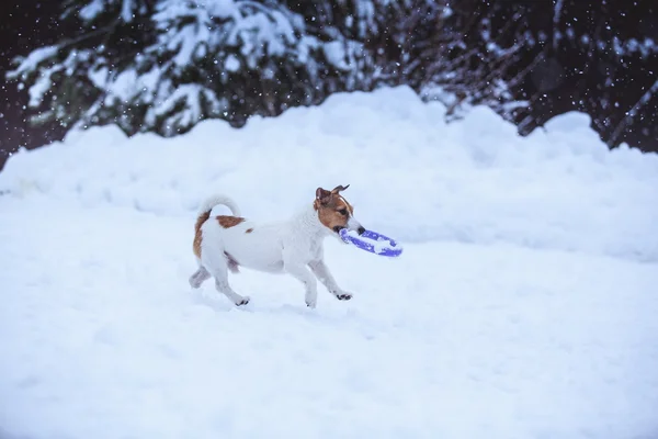 Jack Russell hund utomhus på vintern — Stockfoto