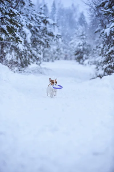 Jack Russell hund utomhus på vintern — Stockfoto