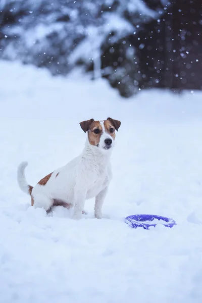 Jack Russell pies na zewnątrz w zimie — Zdjęcie stockowe