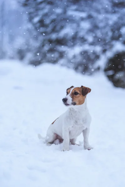 Jack Russell hond buiten in de winter — Stockfoto