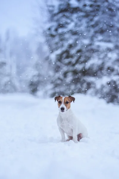 Jack Russell cão ao ar livre no inverno — Fotografia de Stock