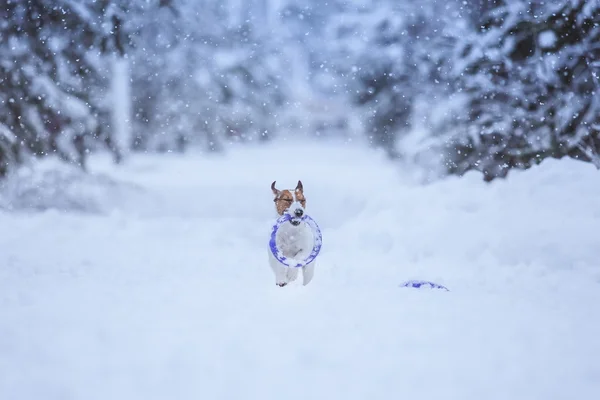 Jack Russell hond buiten in de winter — Stockfoto