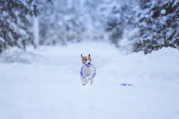 Jack Russell pes venku v zimě — Stock fotografie