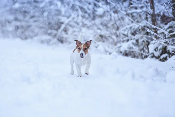 Jack Russell cane all'aperto in inverno — Foto Stock