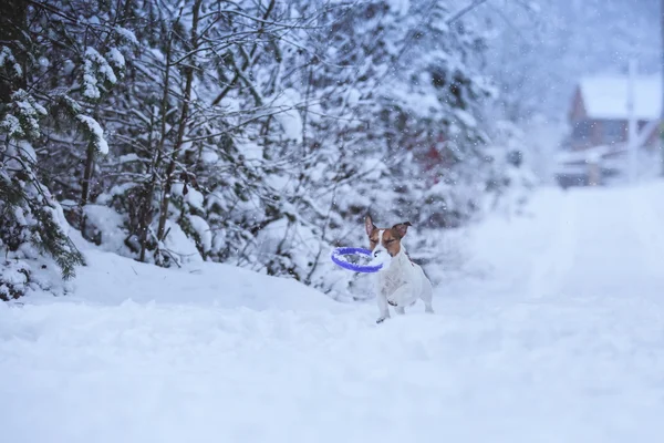 Jack Russell cão ao ar livre no inverno — Fotografia de Stock