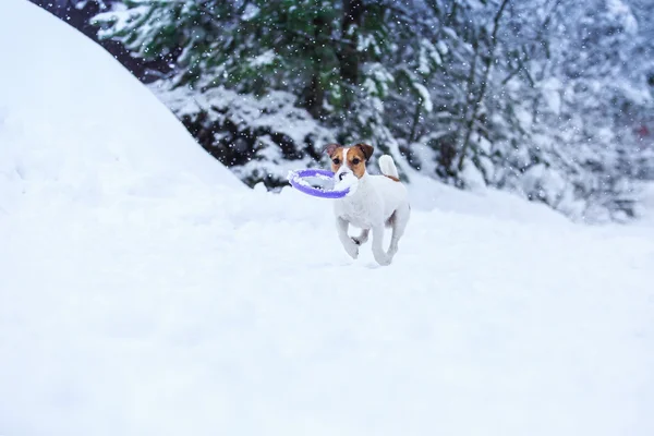 Jack Russell pes venku v zimě — Stock fotografie